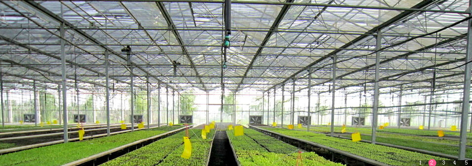 南京頂熱 南京頂熱